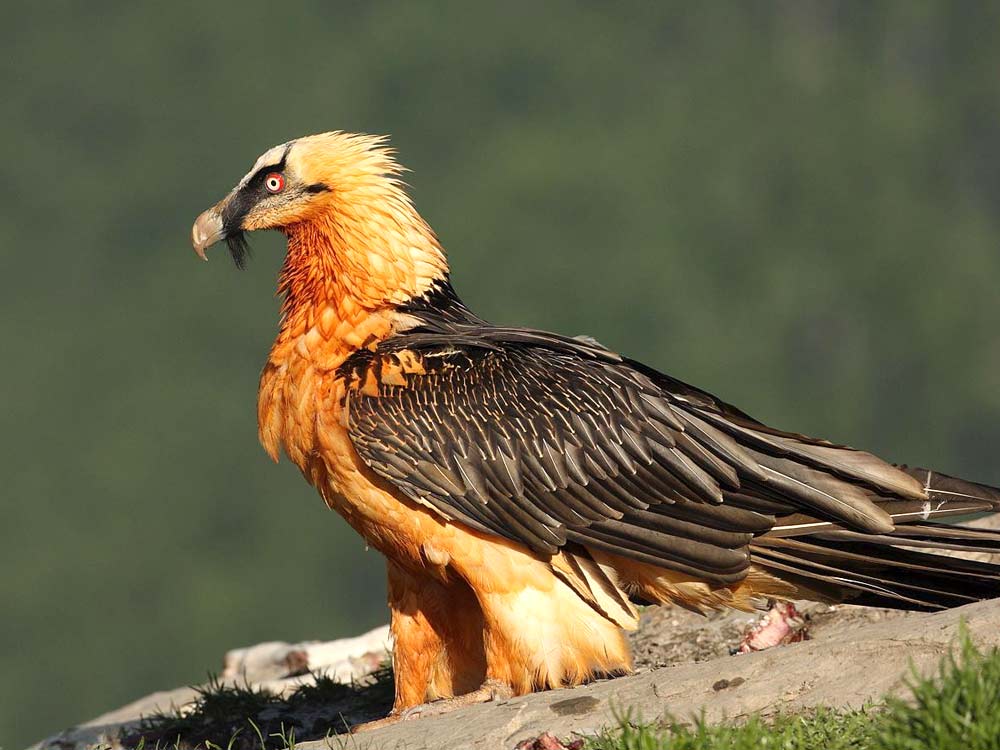 Quebrantahuesos. Turismo ornitológico, Observación de aves pirineos Huesca