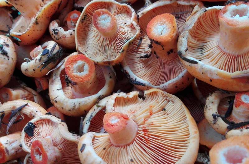 Setas. Gastronomía Pirineo Aragonés